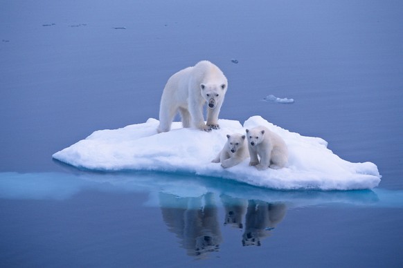 Die Eisschmelze in der Arktis schreitet voran.