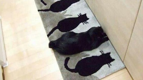 Schwarze Katze Teppich/Mobiliar getarnt 

https://www.pinterest.com/pin/325174035579028811/