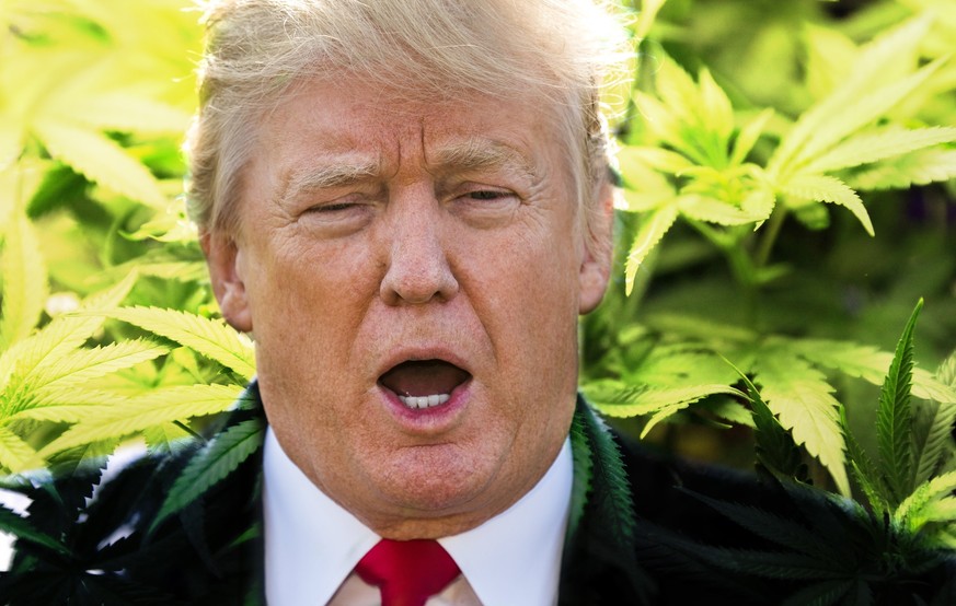 «Gute Menschen rauchen kein Marihuana» – Beendet Trump den Gras-Boom?