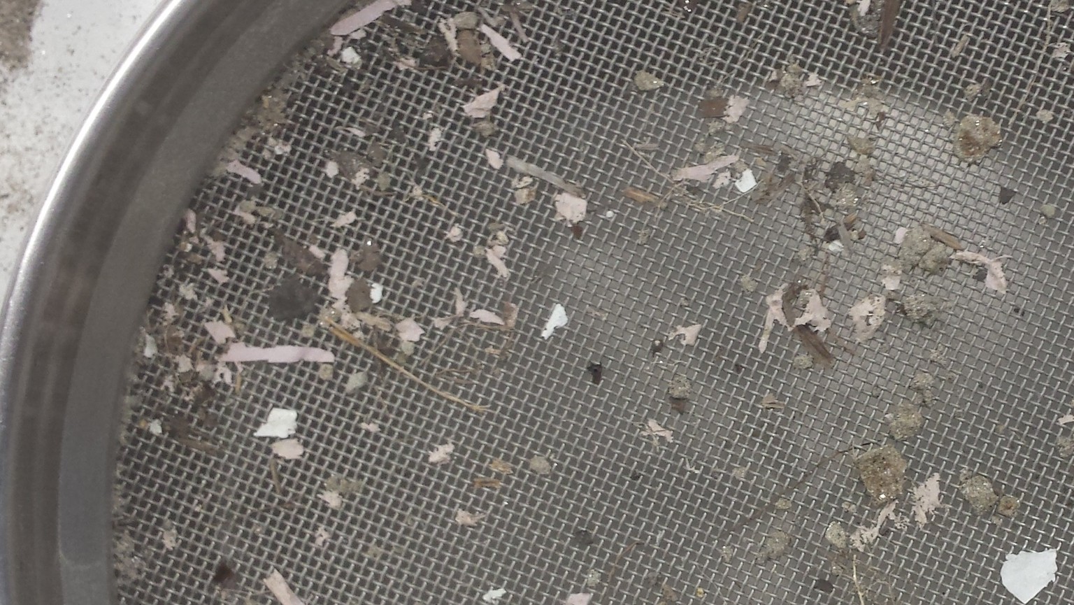 Grosser Mikroplastik (1-5mm), Mineralpartikel und Pflanzenreste aus einem Auenboden an der Maggia (TI). © Geographisches Institut der Universität Bern