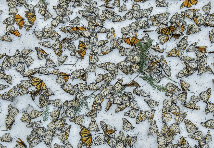 In this image released Monday Feb. 13, 2017, by World Press Photo titled &quot;Monarchs In The Snow&quot; by photographer Jaime Rojo, which won third prize in the Nature, Singles, category of the Worl ...