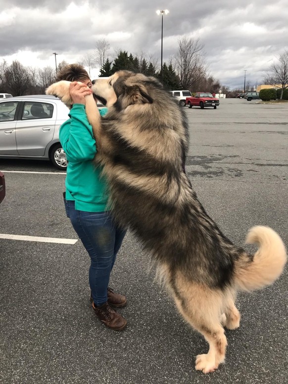 cute news animal tier hund dog

https://www.reddit.com/r/bigdogs/comments/f33iyu/big_daddy_d/