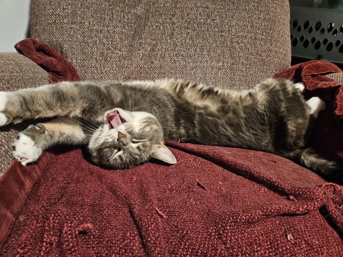 cute news tier katze

https://www.reddit.com/media?url=https%3A%2F%2Fpreview.redd.it%2Fhave-you-ever-taken-a-picture-of-your-cat-yawning-v0-ro08c849aeod1.jpeg%3Fwidth%3D1440%26format%3Dpjpg%26auto%3Dw ...