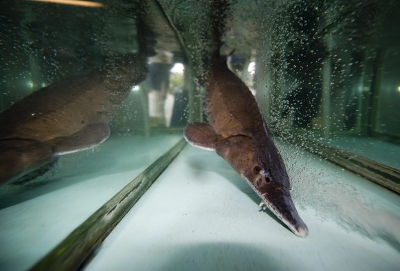 Einen sensationellen Fang macht der Berufsfischer Gottfried Hofer aus Meggen. Er zog am Freitag, 14. 10. 2011 einen 80 cm langen russischen Stoer aus dem Vierwaldstaettersee. Der Fisch wurde vermutlic ...