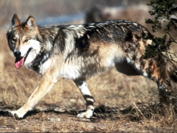 FILE - In this undated file photo provided by the U.S. Fish and Wildlife Service, a Mexican gray wolf leaves cover at the Sevilleta National Wildlife Refuge, Socorro County, N.M. Federal wildlife offi ...