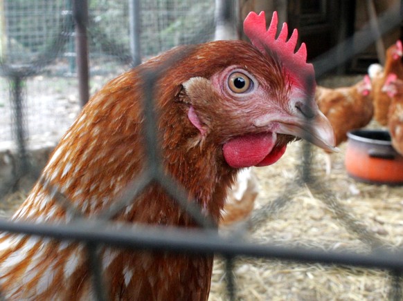 Ein Hahn steht am Freitag, 21. Oktober 2005 auf einem Bauernhof am Stadtrand von Berlin in einem Kaefig. In Deutschland gilt zum Schutz vor der Vogelgrippe ab Samstag eine bundesweite Stallpflicht fue ...