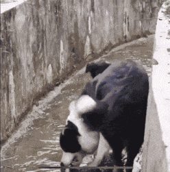 Animiertes GIF