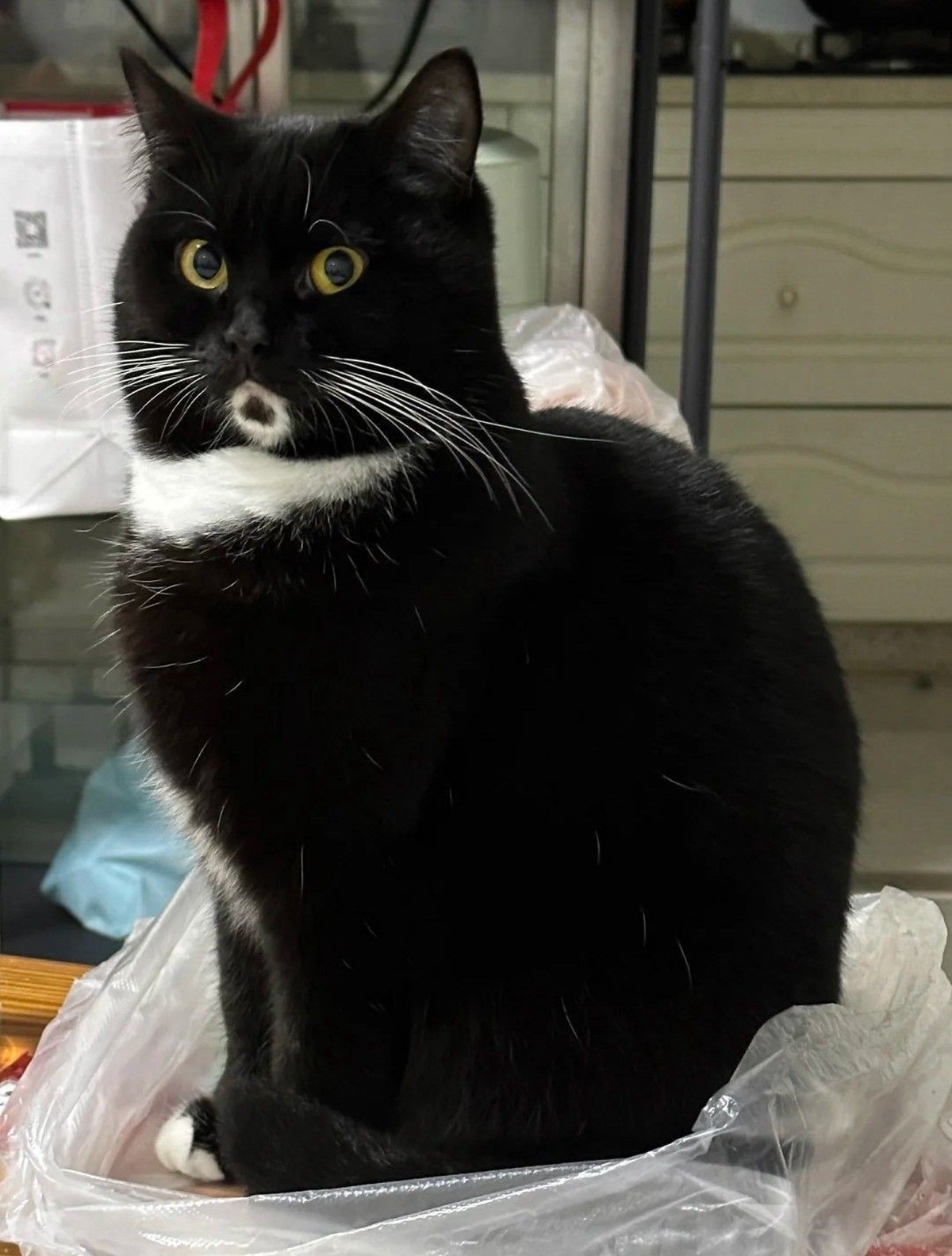 cute news tier katze

https://ch.pinterest.com/pin/1121888957198541892/