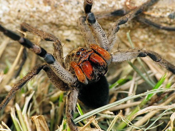 Drohgebaerde einer Wolfspinne (wolf spider).