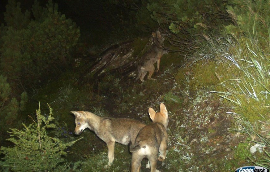 Bild aus einer Fotofalle: Jungwölfe des Calandarudels, Jahrgang 2014.&nbsp;