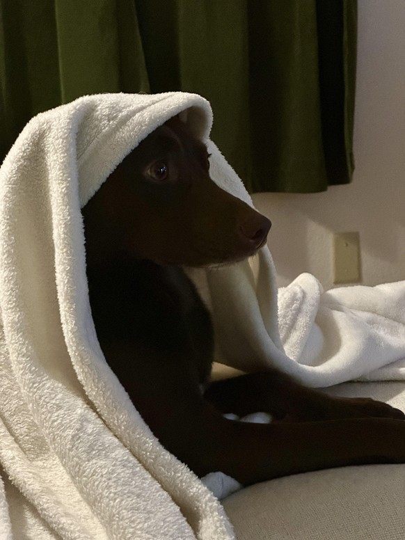cute news tier hund

https://www.reddit.com/r/babushkadogs/comments/1rh3zeb/holy_babushka/