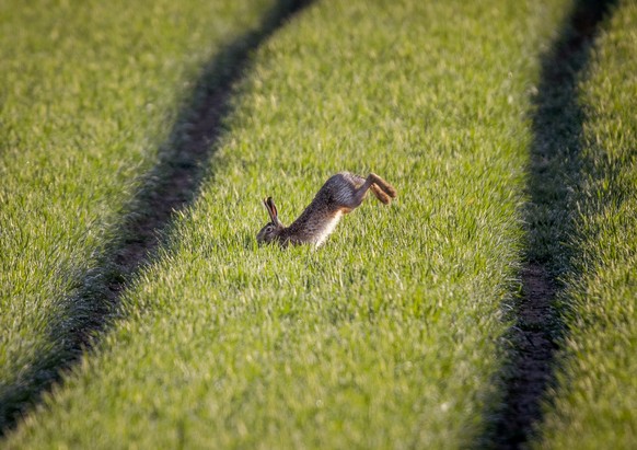 A hare jumps on a field in the outskirts of Frankfurt, Germany, Friday, April 23, 2021. (AP Photo/Michael Probst)