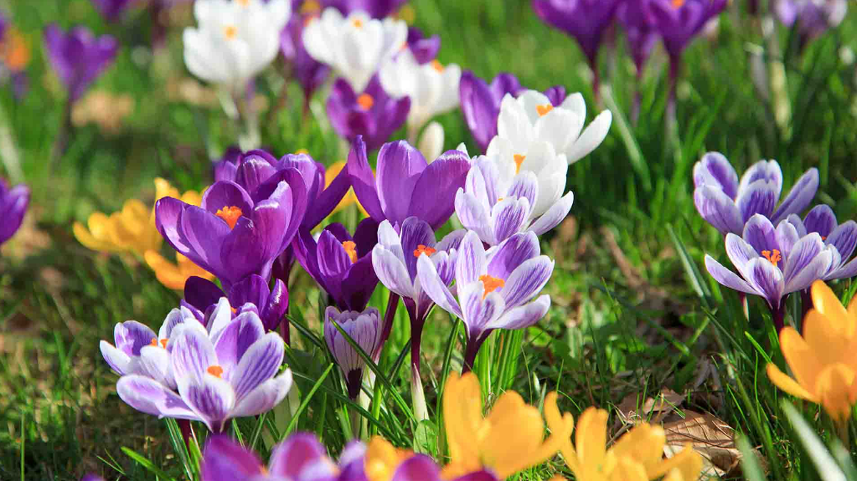 Frühling