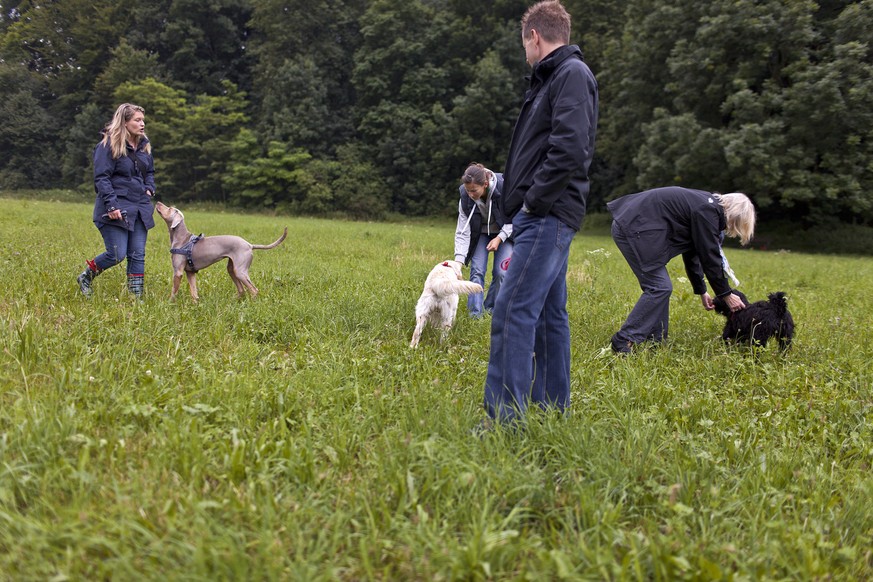 Obligatorische Kurse für Hundehalter: Wer teilnimmt, ist meist zufrieden. Allerdings schwänzt jeder Fünfte. (Archivbild)