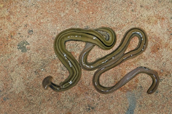 Bildnummer: 58721406 Datum: 20.11.2012 Copyright: imago/blickwinkel
Gewaechshausplanarie, Gewaechshaus-Planarie, Landplanarie, Land-Planarie, Planarie (Bipalium kewense, Placocephalus kewensis, Sphyro ...