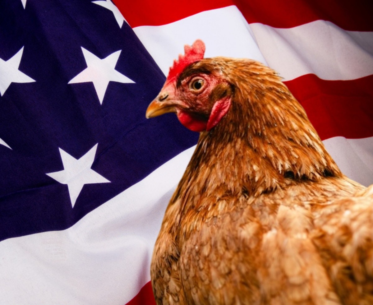 poulet usa Chlore
