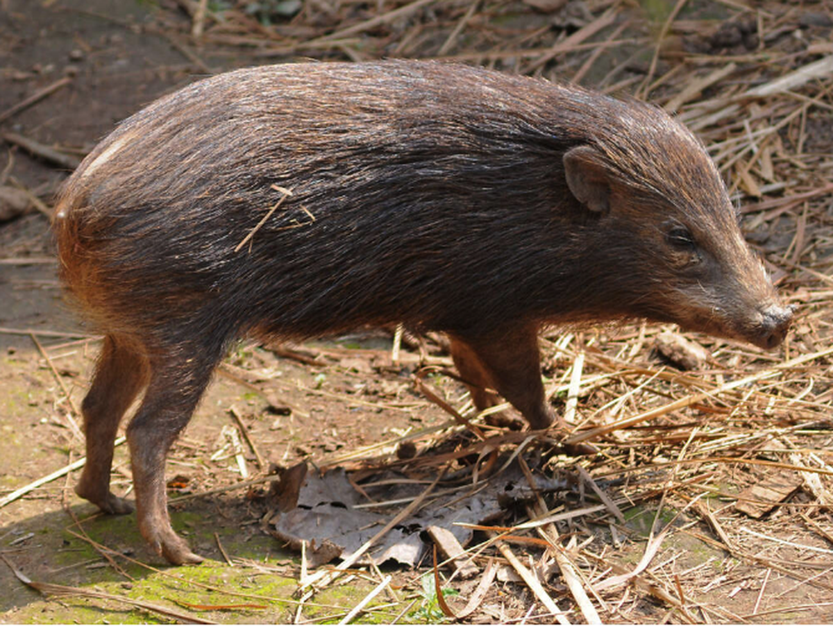 Zwergwildschwein.

zootier-lexikon https://www.zootier-lexikon.org/saeugetiere-mammalia/paarzeher/nichtwiederkaeuer-nonruminantia-schweine-pekaris-und-flusspferde/zwergwildschwein
