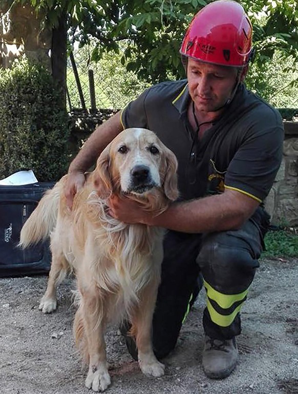 epa05520573 Romeo, the dog golden retriever pulled alive from the rubble (10 days after the earthquake) of a collapsed house in San Lorenzo to Flavian, of amateur village, 2 September 2016. A devastat ...