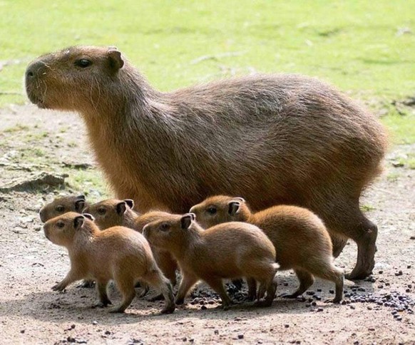 capybara
https://imgur.com/gallery/A7sLn1Y