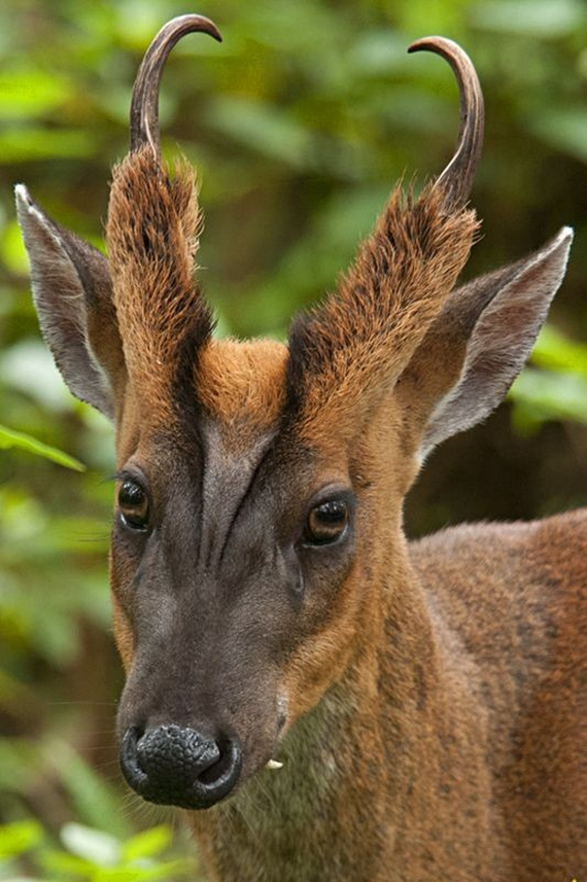 muntjak
muntjac deer

https://www.reddit.com/r/NatureIsFuckingLit/comments/fvilax/muntjac_deer/