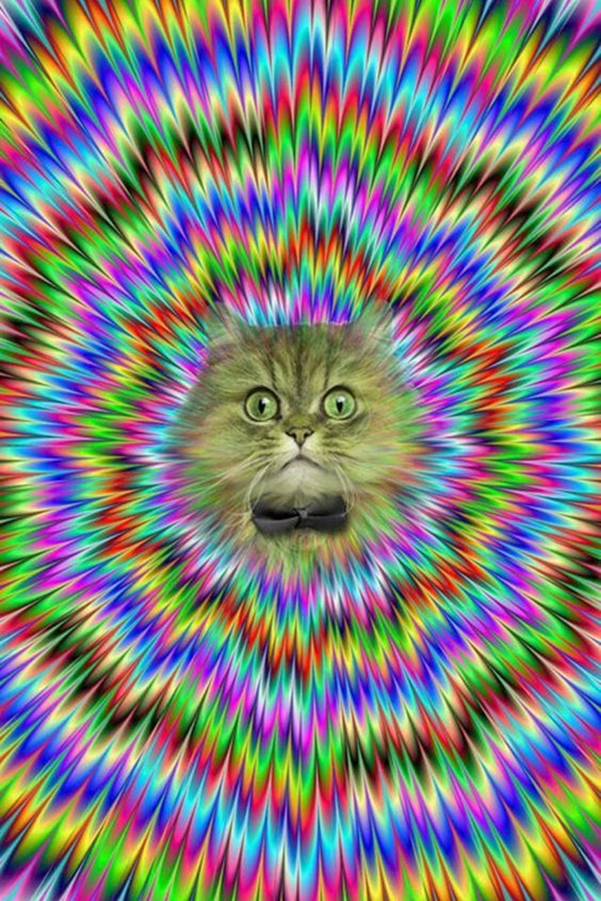 Diese Katzen verdrehen dir garantiert den Kopf 