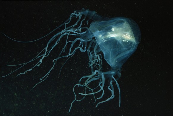 SEA WASP / Box Jellyfish - with Fish in bell Chironex fleckeri PUBLICATIONxINxGERxSUIxAUTxONLY Copyright: RonxandxValeriexTaylor 10767214