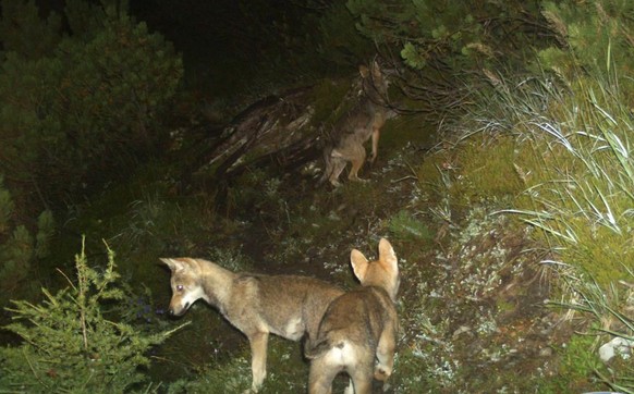 ZUR MELDUNG, DASS DIE KANTONE ST. GALLEN UND GRAUBUENDEN ZWEI WOELFE AUS DEM CALANDA-RUDEL ZUM ABSCHUSS FREIGEBEN WOLLEN, STELLEN WIR IHNEN AM MONTAG, 30. NOVEMBER 2015, FOLGENDES ARCHIVBILD (HANDOUT) ...