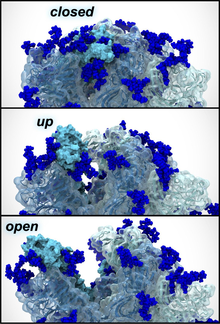 Die Spitze des Spike-Proteins der Delta-Variante in geschlossenem, sich öffnendem und offenem Zustand. 