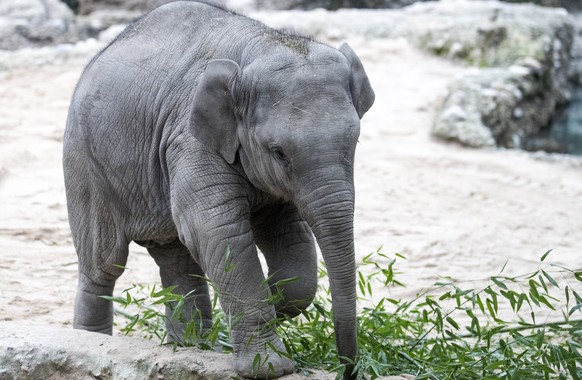 Der junge Elefantenbulle Umesh, fotografiert am Mittwoch, 3. Februar 2021, im Zoo Zuerich. Umesh feiert am 5. Februar 2021 seinen 1. Geburtstag. (KEYSTONE/Alexandra Wey)