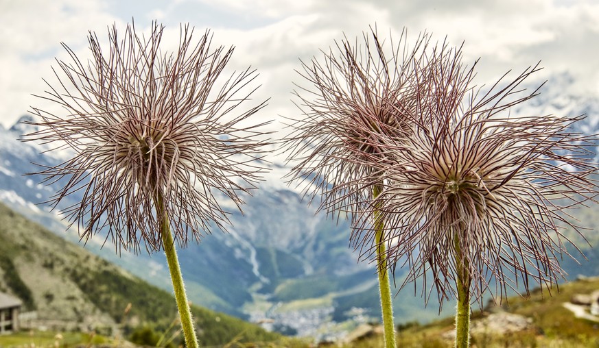 Unterwegs auf der Alpenblumenpromenade zeigt sich auch die Alpen-Küchenschelle (oder Alpen-Anemone oder Haarmannli).