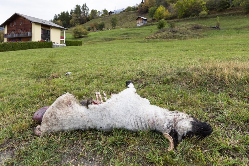 Ein vom Wolf gerissenes traechtiges Walliser Schwarznasenschaf an der Kantonsstrasse, in Eischoll, Wallis, am Dienstag, 14. Oktober 2014. Der Schaefer Rudolf Amacker legte das am vergangenen Morgen ge ...