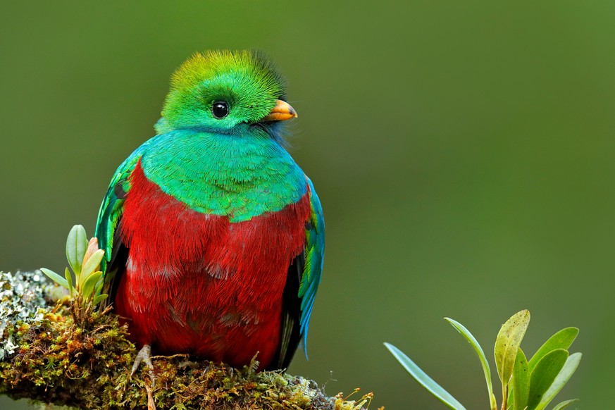 Quetzal