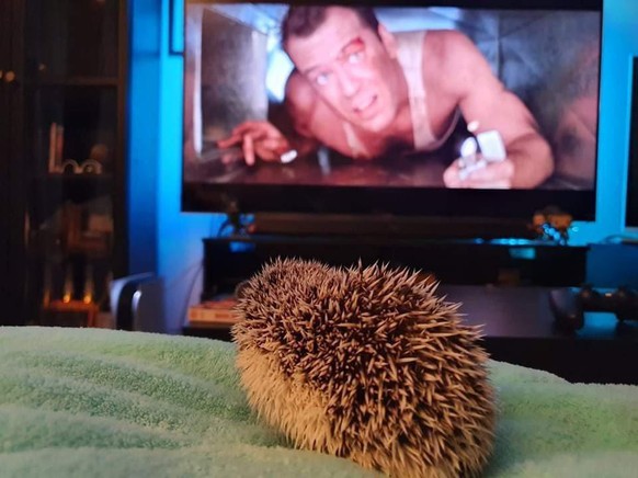 igel cute news animal

https://www.reddit.com/r/aww/comments/rlzr9g/just_my_pet_pygmy_hedgehog_watching_her_favourite/