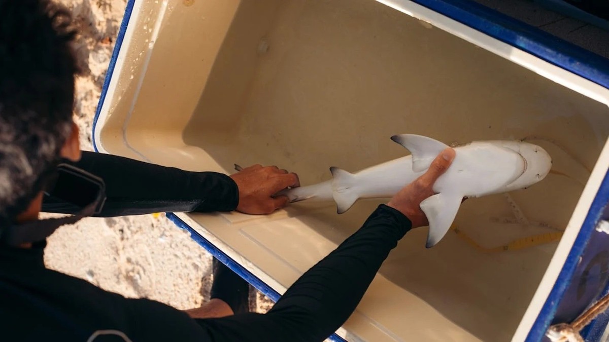 Lorsqu’on retourne certains requins, ils se figent totalement.