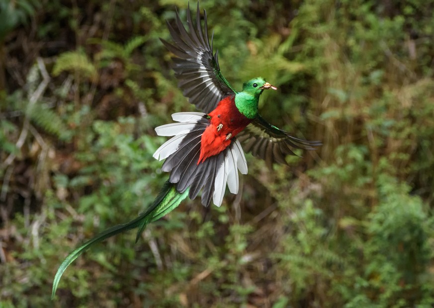 Quetzal