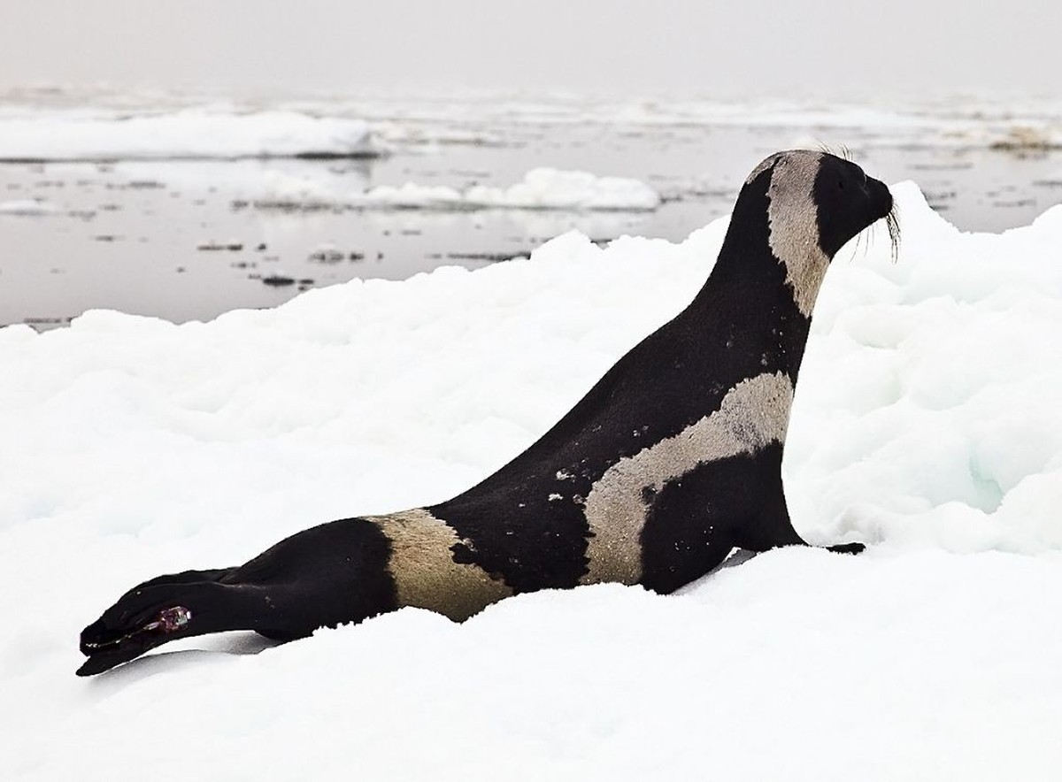 cute news tier bandrobbe

https://commons.wikimedia.org/wiki/File:Ribbon-seal-male_Josh_London_NOAAedit_(16086029928)_(cropped).jpg