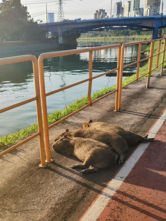 cute news tier capybara

https://www.reddit.com/r/capybara/comments/15kweew/late_afternoon_cuddling_nap/