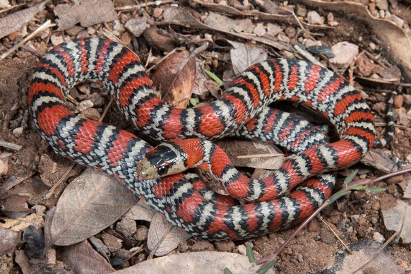 Lampropeltis knoblochi