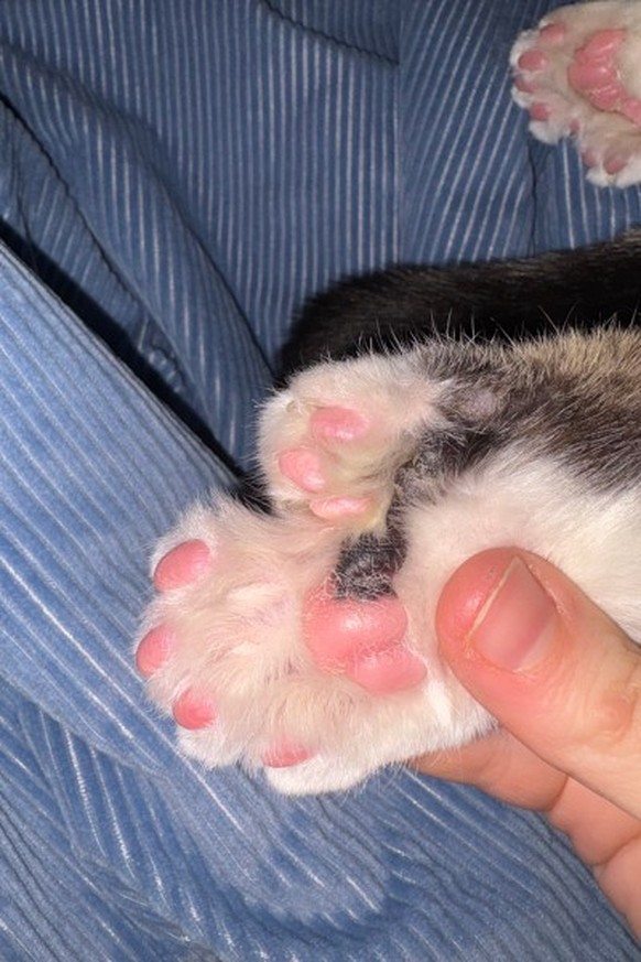 Toby Katze mit 28 Zehen

https://www.guinnessworldrecords.com/news/2026/6/nine-lives-10-extra-toes-paw-some-michigan-kitty-ties-record-for-the-most-toes-on-a-cat
