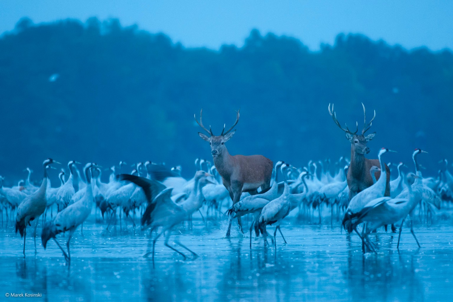«Red deer and cranes» («Rothirsche und Kraniche»)