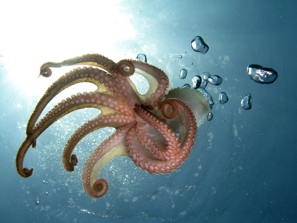 octopus krake shutterstock