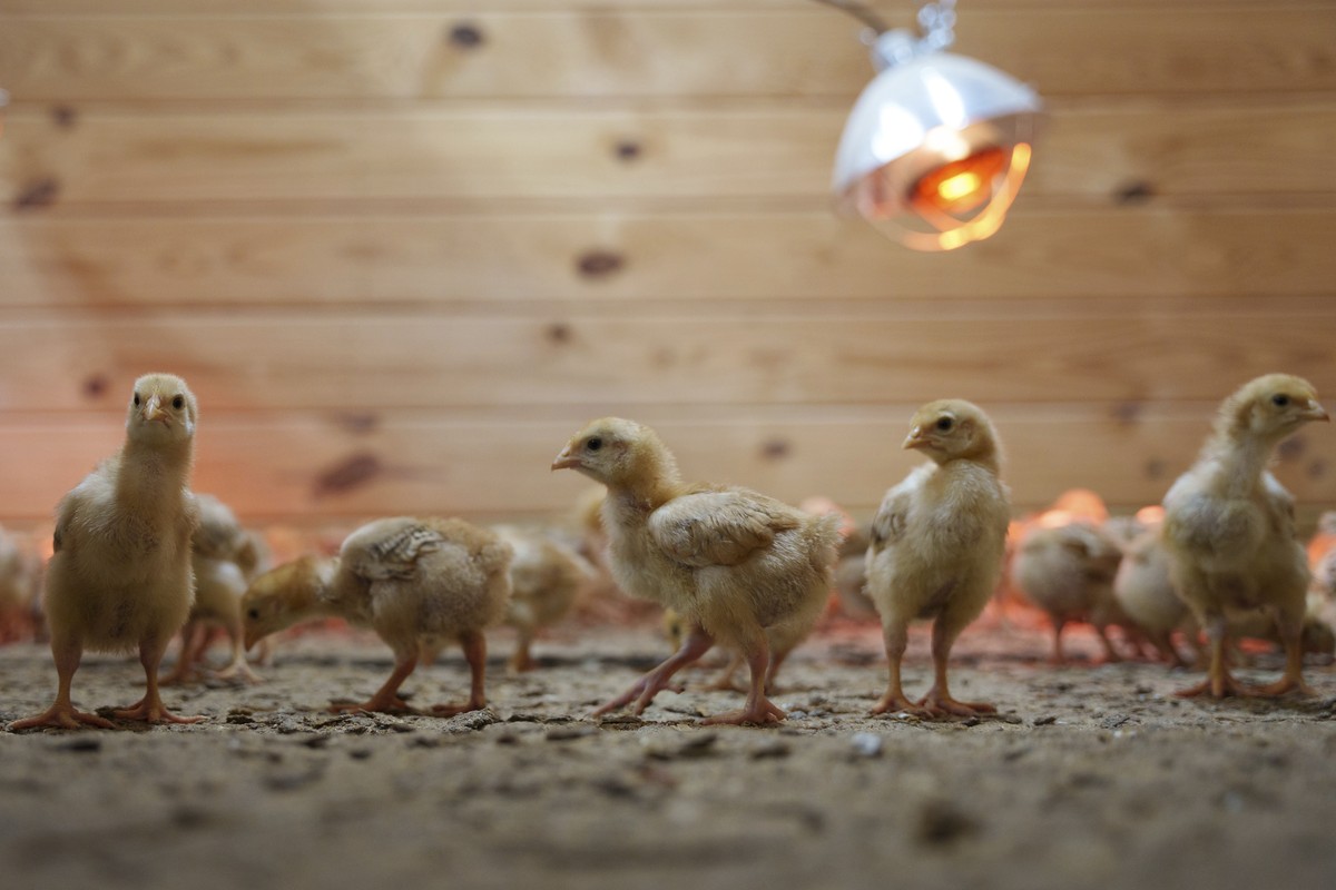 Hundreds of chicks mill around a stall at First State Animal Center and SPCA on Friday, May 16, 2025, in Camden, Del. (AP Photo/Mingson Lau)
Abandoned Chicks