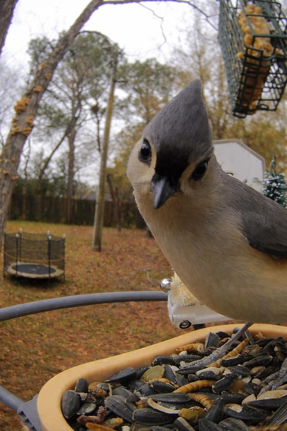 cute news tier vogel

https://www.reddit.com/r/Birdsfacingforward/comments/1qtwub0/tuftie_knows_how_pretty_she_is/