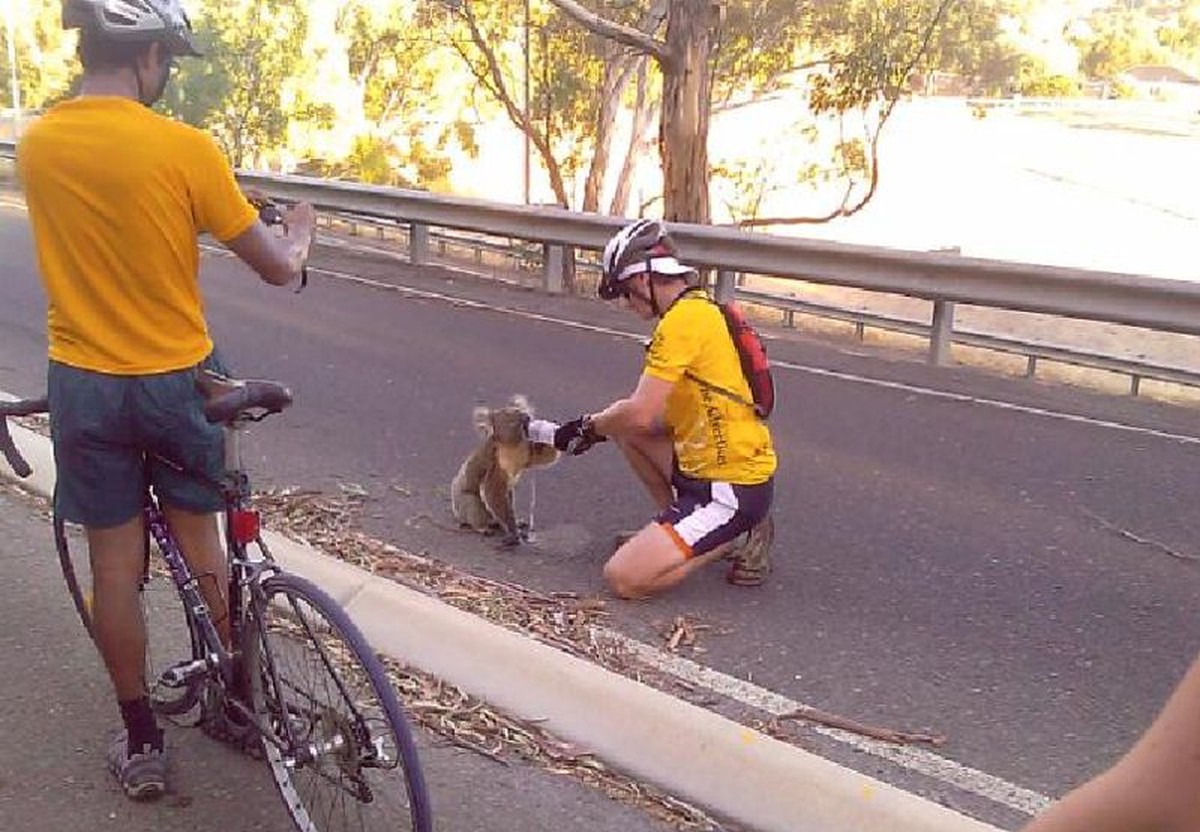 Gewusst?&nbsp;Koala ist ein Wort der Aborigines und bedeutet «trinkt nicht».
