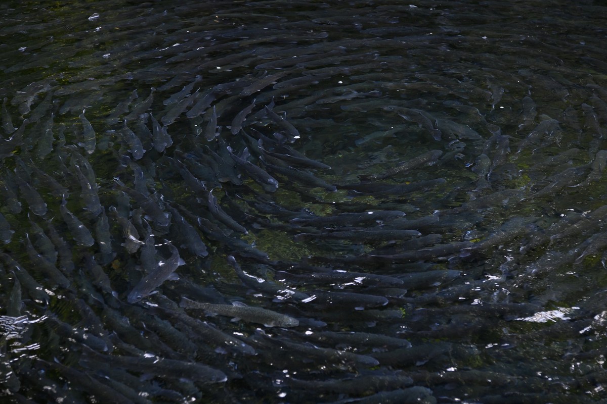 Forellen schwimmen in der Fischzucht des Blausees, am Mittwoch, 16. September 2020, bei Kandergrund. In den Fischzuchtanlagen des Blausees im Kandertal ist es nach Angaben der Betreiber in den letzten ...