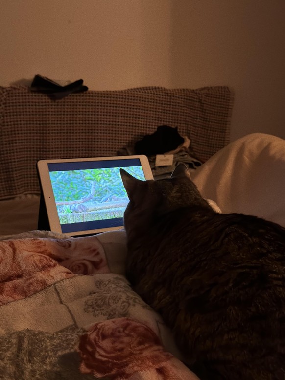 cute news tier katze

https://www.reddit.com/r/cats/comments/1sll1a6/my_cat_has_a_bedtime_routine_and_will_get_pissy/