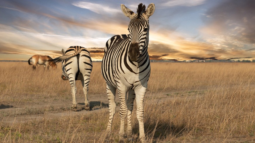 Zebra animals on the grass steppe, autumn sunset landscape.