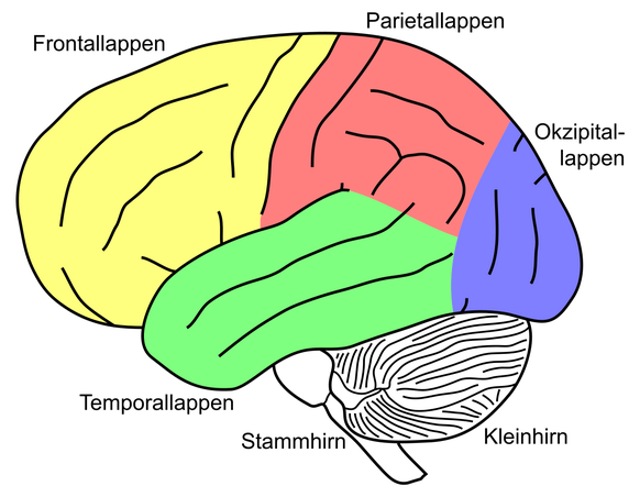 Division of the cerebrum into cerebral lobes (lobi), lateral view.  CC BY-SA 3.0, https://commons.wikimedia.org/w/index.php?curid=2650119
