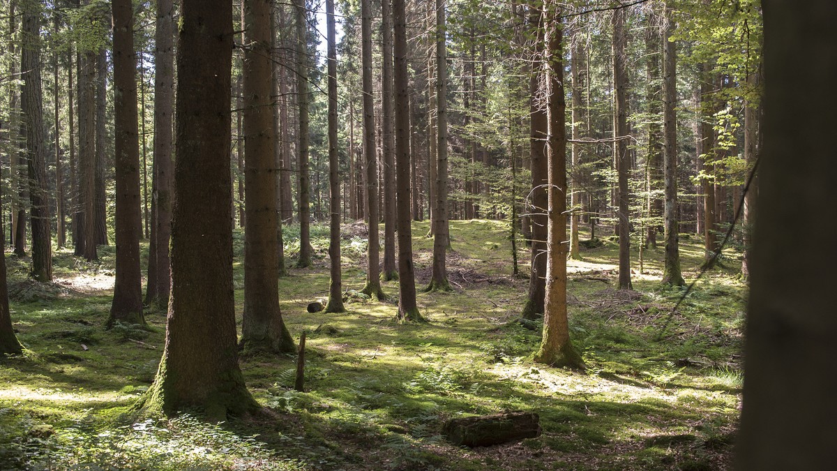 Wie trockene Wälder wieder feucht werden