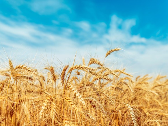 Gelbes Landwirtschaftsfeld mit reifem Weizen und blauem Himmel mit Wolken darüber.